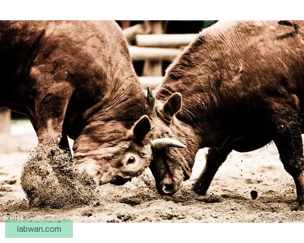 nba明星斗牛，谁能在这场激烈对决中脱颖而出？ 